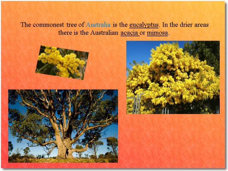 The commonest tree of Australia is the eucalyptus. In the drier areas there is